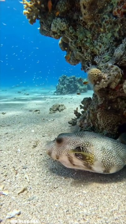 Aquatic Life | Marine Animals | Sea ⛵| Sea Life Explorer