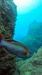 Marine Life | Spectacular beauty ❤️ | Sea Life Explorer