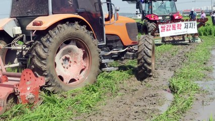 "쌀값 폭락에 농민들 절규"...논 갈아엎기 시위 / YTN