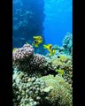 Marine Life | Colorful  | Sea Life Explorer