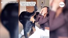 Empieza a llorar: nunca imaginó que su rottweiler reaccionaría así (Vídeo)