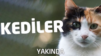 Sessiz Muhafızlar: Kediler | YAKINDA