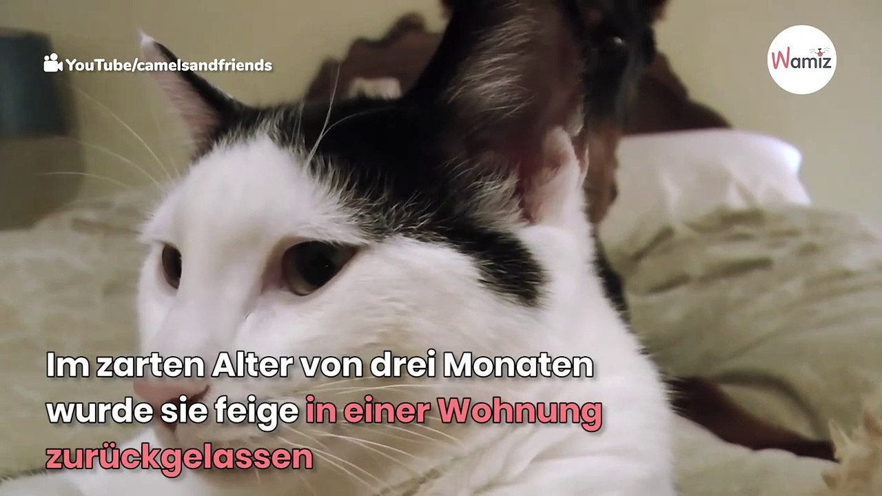 Kätzchen provoziert Dobermann, das Ende macht alle fertig (Video)