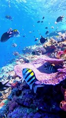 Mesmerizing sea life