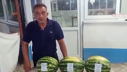 Tarlada kalan karpuz düğün davetiyesi oldu