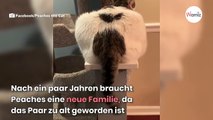 Frau bringt Katze zum Frisör und bricht in Gelächter aus, als sie das Tier wiedersieht (Video)