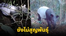 ฮือฮา ! พบ สมเสร็จ สัตว์ป่าสงวนลำดับที่ 13 ของไทย โผล่หากินในพื้นที่อุทยาน