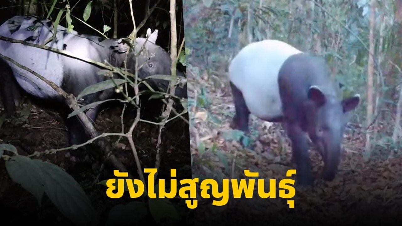 ฮือฮา ! พบ สมเสร็จ สัตว์ป่าสงวนลำดับที่ 13 ของไทย โผล่หากินในพื้นที่อุทยาน
