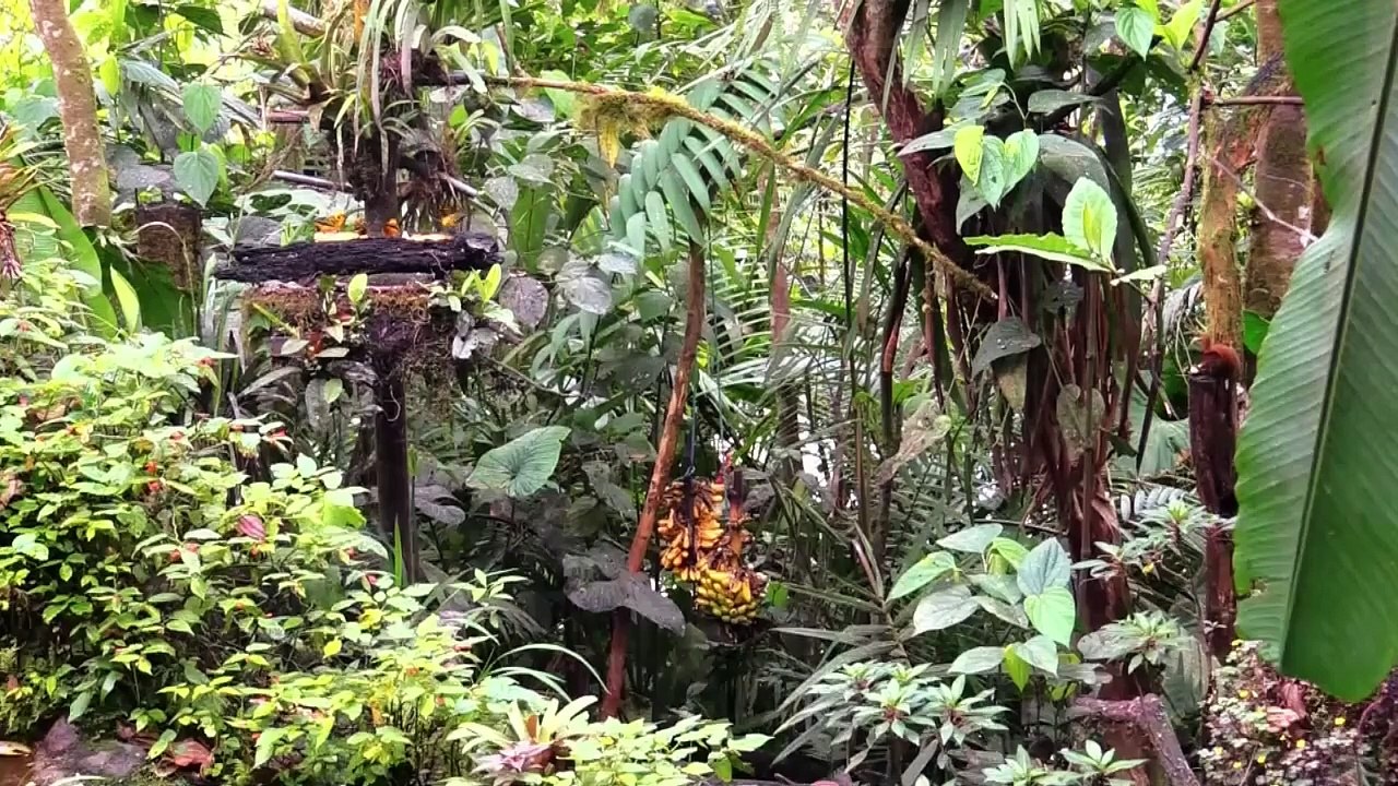 Ecologistas exigen que se ponga fin a concesiones mineras del Chocó Andino