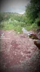 Visit to a Forest with Friends