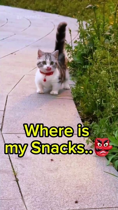 Where is my Snacks 