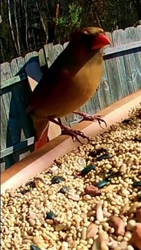 Colorful bird perched on branch