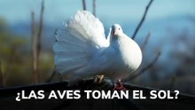 ¿Las aves toman el sol?