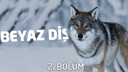 Beyaz Diş | Sesli Kitap | 2. Bölüm