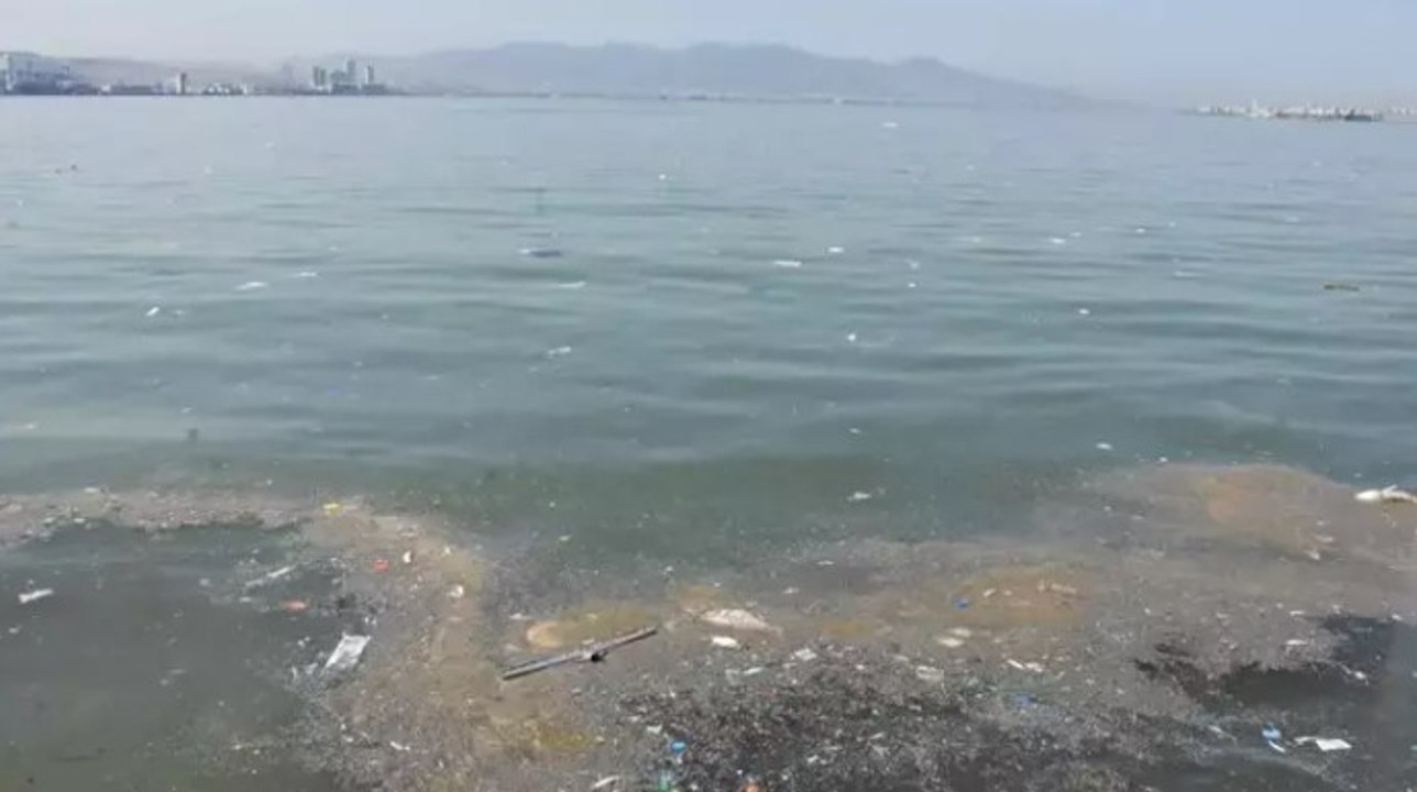İzmir’de ölü balıklar kıyıya vurdu