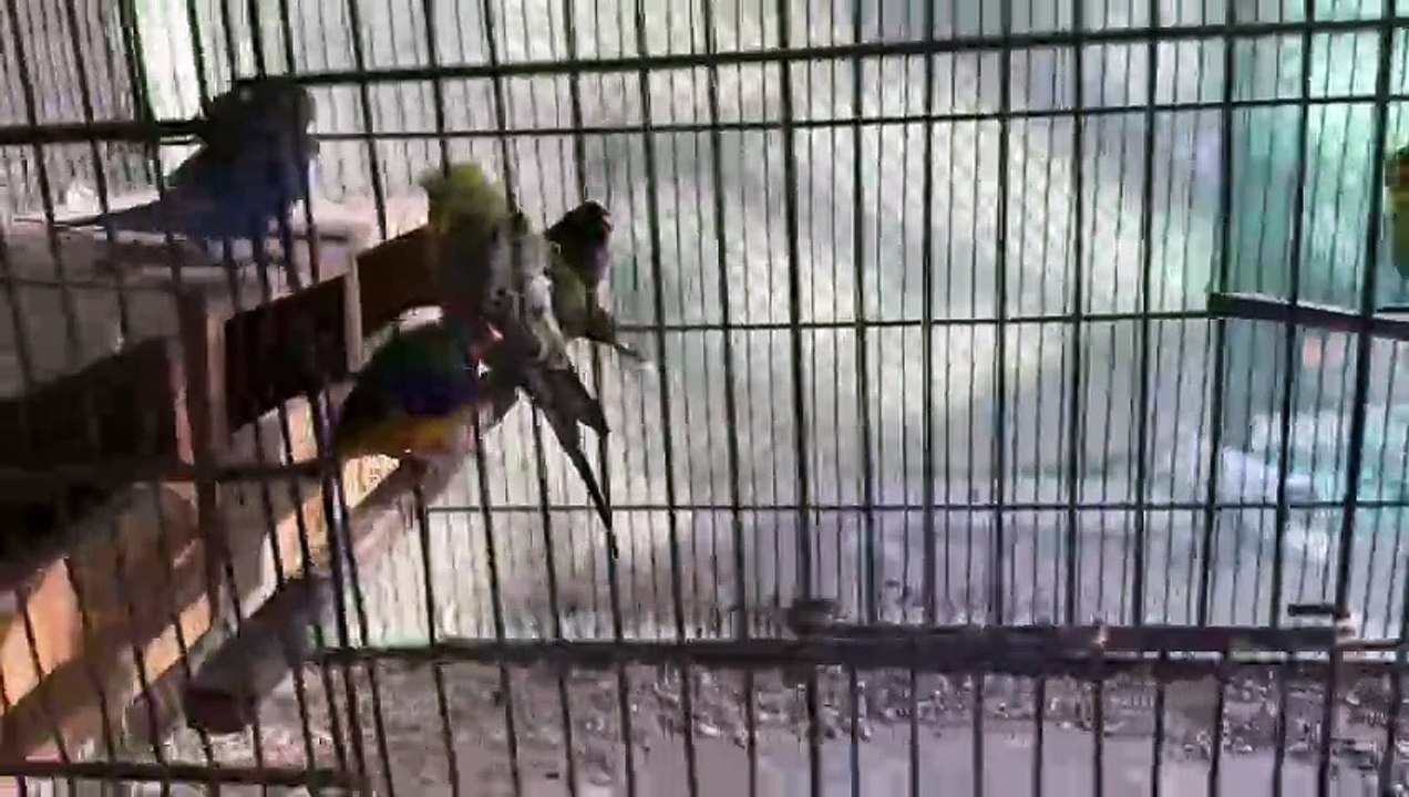 Breeding Progress of Ringneck Java Hagoromo Budgies