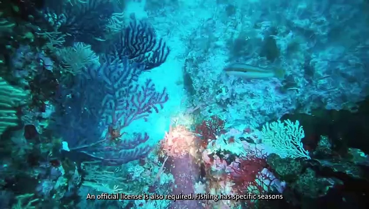 “The Red” is an environmental investigative documentary that follows the different steps of coral production