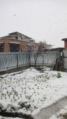 Beautiful and Elegant Snowfall