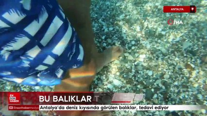 Antalya'da deniz kıyısında görülen balıklar, tedavi ediyor