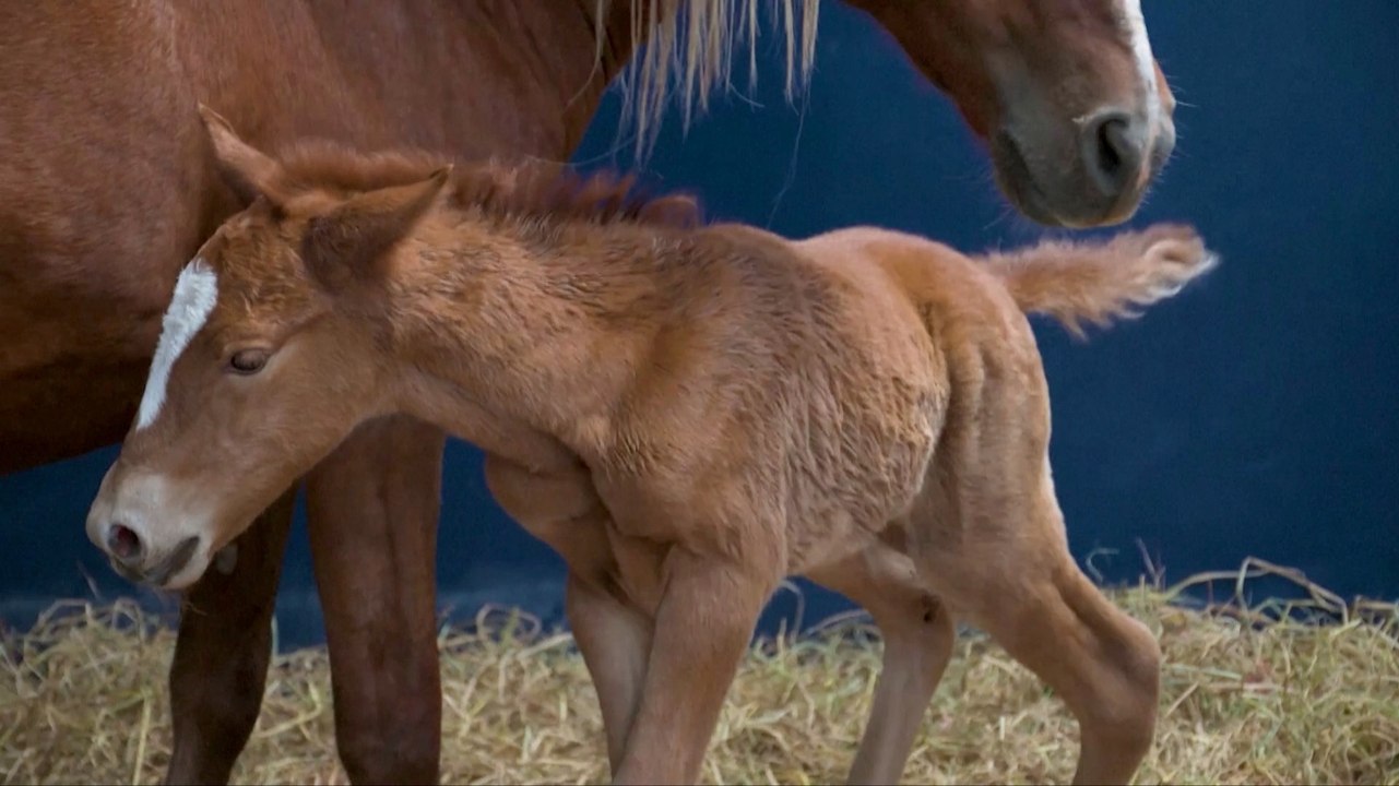 Peruvian University Makes History with First-Ever Clone of National Treasure, the Peruvian Paso Horse