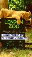 London Zoo’s annual weigh-In: 14,000 animals to be measured