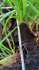 Oh you’re so green