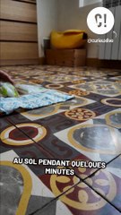 Comment rafraîchir son chat en cas de fortes chaleur ?