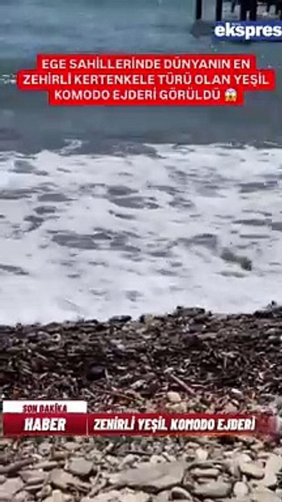 Ege Sahili’nde yeşil Komodo Ejderi görüldü!