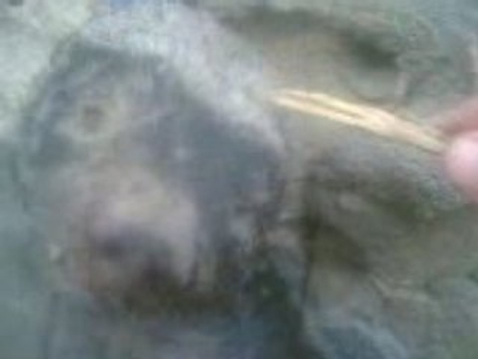 Creature bizarre en Arabie Saoudite