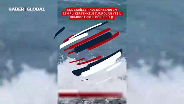 Ege sahillerinde ortaya çıktı: Komodo Ejderi denildi ama iguana çıktı