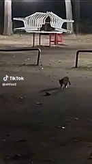 Funny cat dancing with funny mendak 