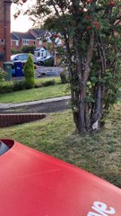 Woman shocked to be greeted by wild stag only meters from her door in Cannock