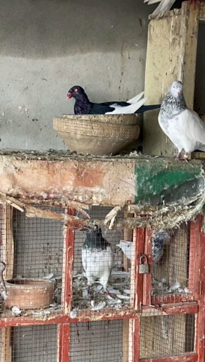 #trending #usa #viral #shortvideo #baby #pet #animals #birds #pigeon #pigeonlove #danish #magpies