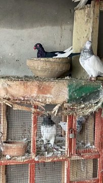 #trending #usa #viral #shortvideo #baby #pet #animals #birds #pigeon #pigeonlove #danish #magpies