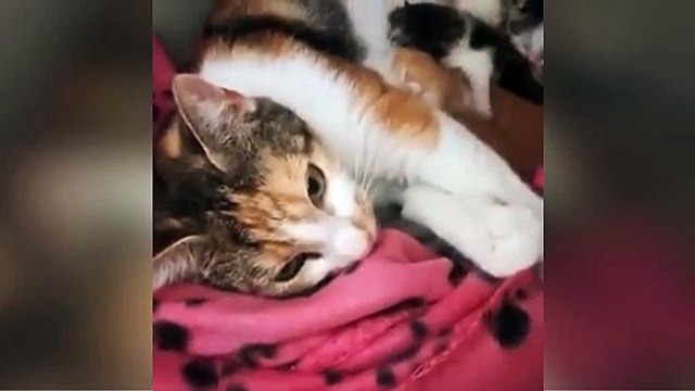 Cats and kittens urgently need fosterers until they find forever homes, say Thornberry Animal Sanctuary