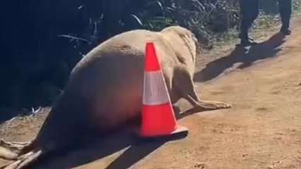 Seal chases women who have been capturing his antics for a long time