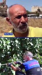 Fatih Belediyesi sahipsiz köpekleri topluyor