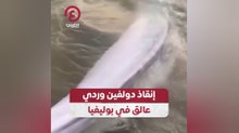 إنقاذ دولفين وردي عالق في بوليفيا