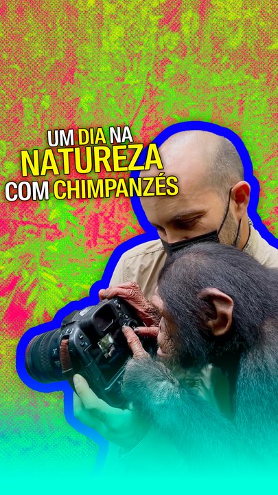 Um dia na natureza com chimpanzés