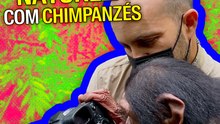 Um dia na natureza com chimpanzés