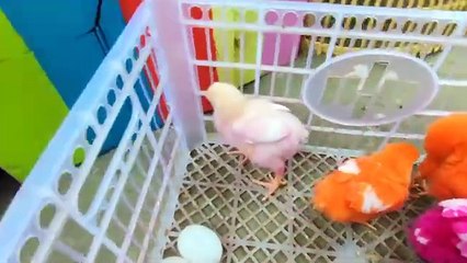 Colorfull checkin beautiful checkin, Red yellow and also