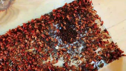 1000 Cockroaches Versus 1000 Ants... Who Will Win_