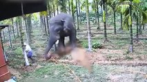 When animals go on a rampage and got caught on camera!