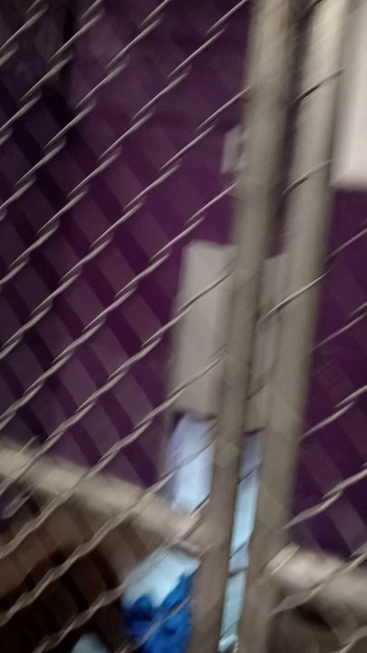 Doris 7y Pet Id 943797 kennel 12 HSSAZ shelter VID_20240816_175136542