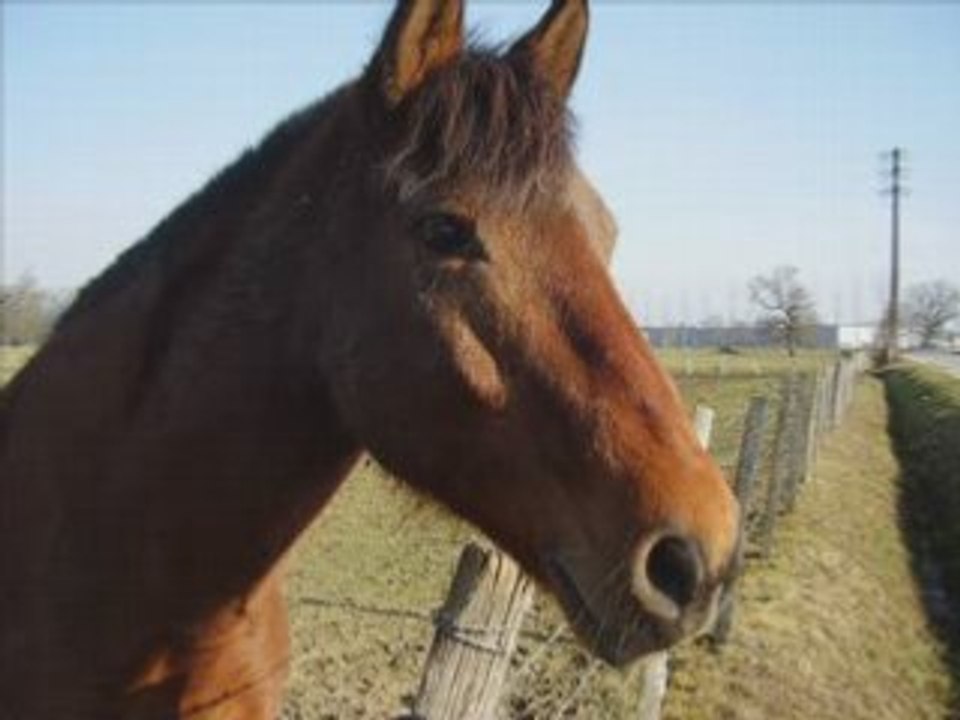 Vidéo sur les chevaux du Club Des Marais :D