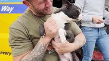 The Asher House rescata a 15 perros de ser sacrificados en California