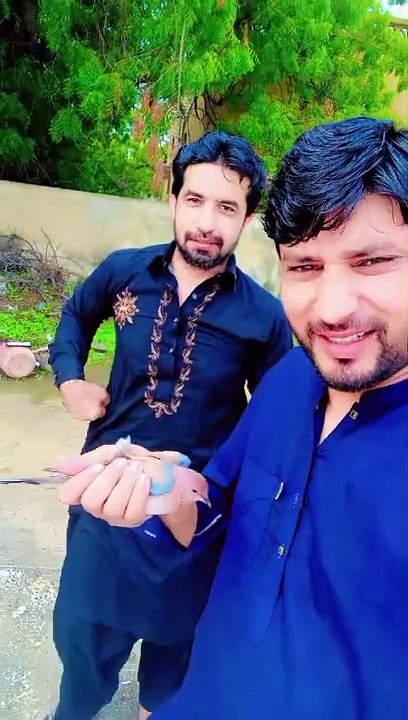 Vlog videos birds beautiful birds