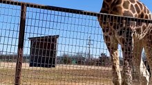 Cute_Giraffe_Gives_Baby_Smooches!(1080p)