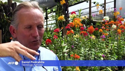 Colombiano clona orquídeas à beira da extinção