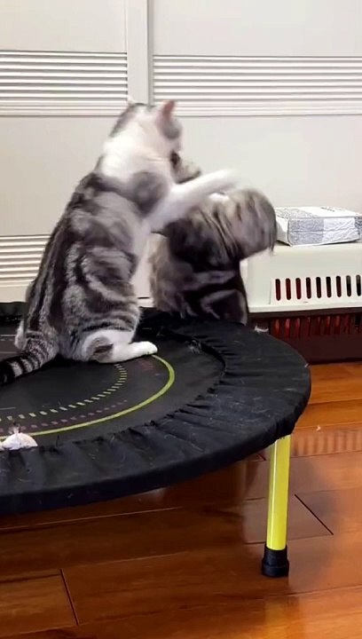 Cute Cats Fighting